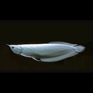 Meet your Posher, Marcos